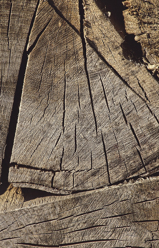 Baumscheibe